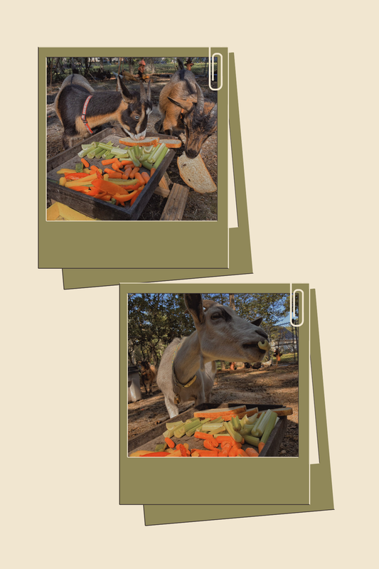 Grazing Plate for the Goats