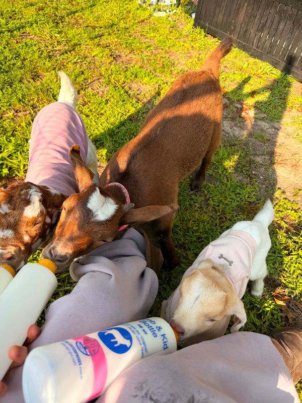 Junie B, Norma Jean & Poppy