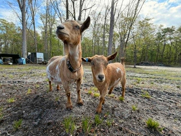 Molly & Mini