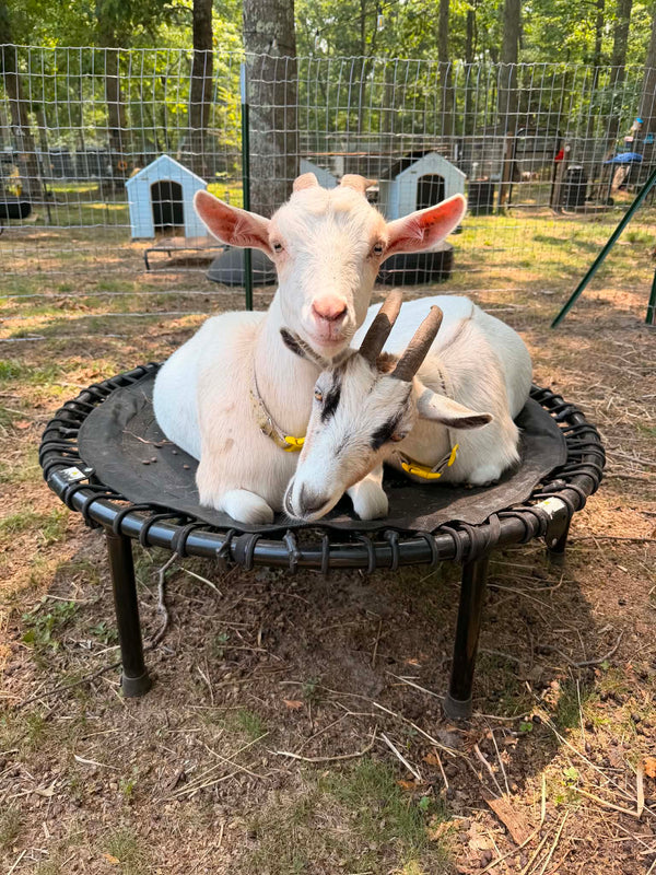 Mary Lou & Mabel