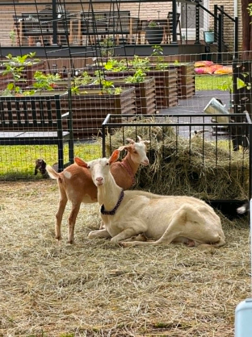 Toboggan & Tallulah