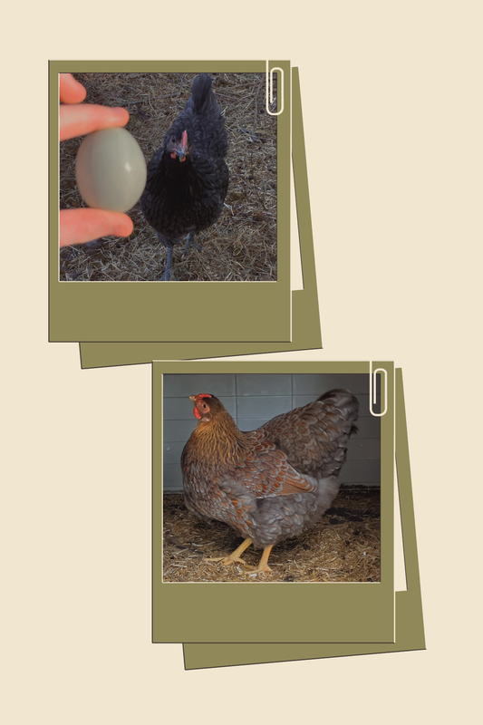 Grazing Plate for the Chickens